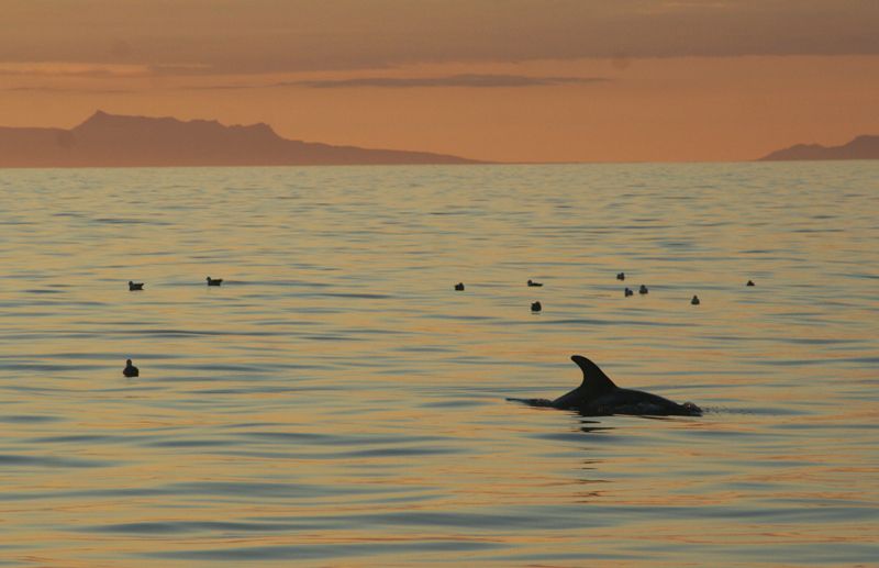 Reykjavik: Midnight Sun Whale Watching Tour - On-board comfort and extras that make the trip easier