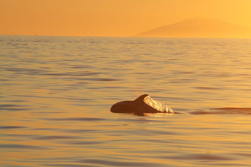 Reykjavik: Midnight Sun Whale Watching Tour - Price and value: why about $111 can make sense in Reykjavik