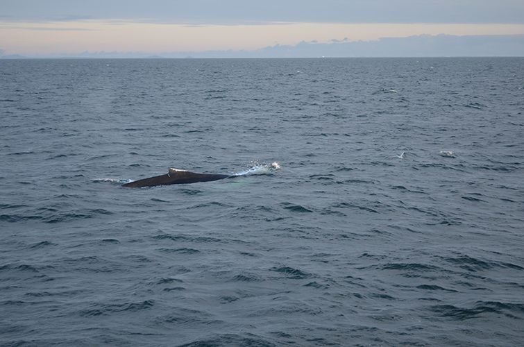 Reykjavik: Midnight Sun Whale Watching Tour - Potential snags: when the sea is rough or the whales are shy