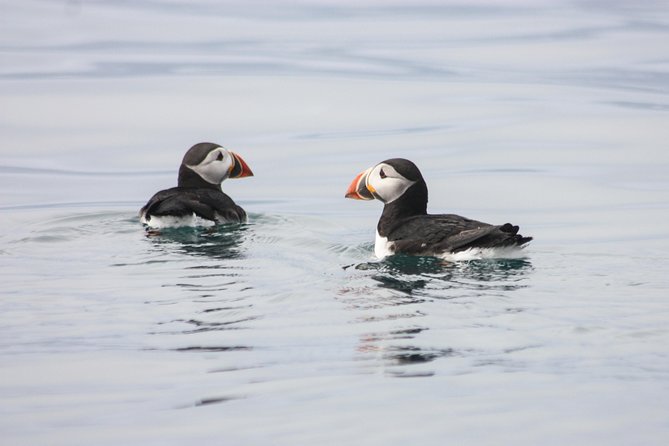 Reykjavik Premium Puffin tour | Close Up and Personal - Meeting at Elding Whale Watching near Ægisgarður 5c
