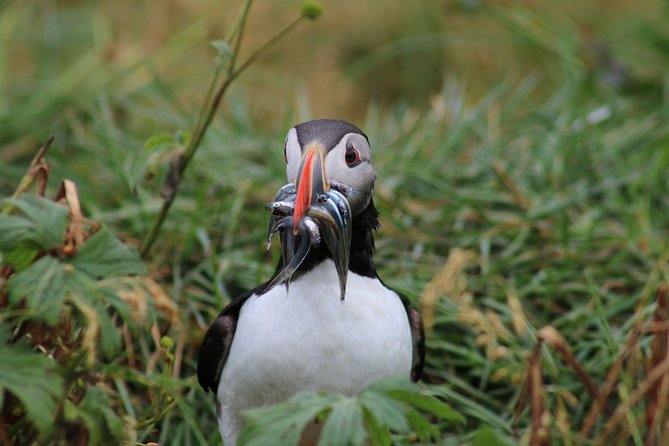 Reykjavik Premium Puffin tour | Close Up and Personal - Guides who narrate the puffin action, from Adam to Tarzan