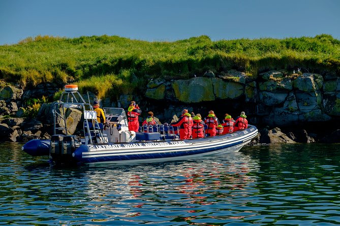 Reykjavik Premium Puffin tour | Close Up and Personal - How the RIB ride supports the puffin viewing