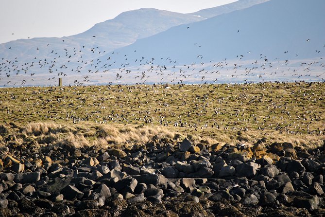 Reykjavik Premium Puffin tour | Close Up and Personal - Warm flotation suits and safety on a RIB, plus what to expect physically