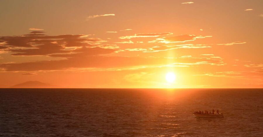 Reykjavik: Premium Whale and Puffin Watching Evening Tour - Key things to know before you go