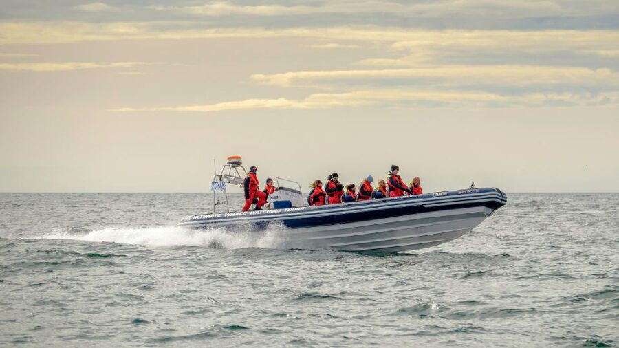 Reykjavik: Premium Whale and Puffin Watching Evening Tour - Midnight-sun timing: why this evening tour feels special