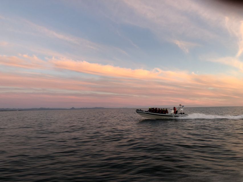 Reykjavik: Premium Whale and Puffin Watching Evening Tour - How the captain and guide actually search Faxaflói Bay