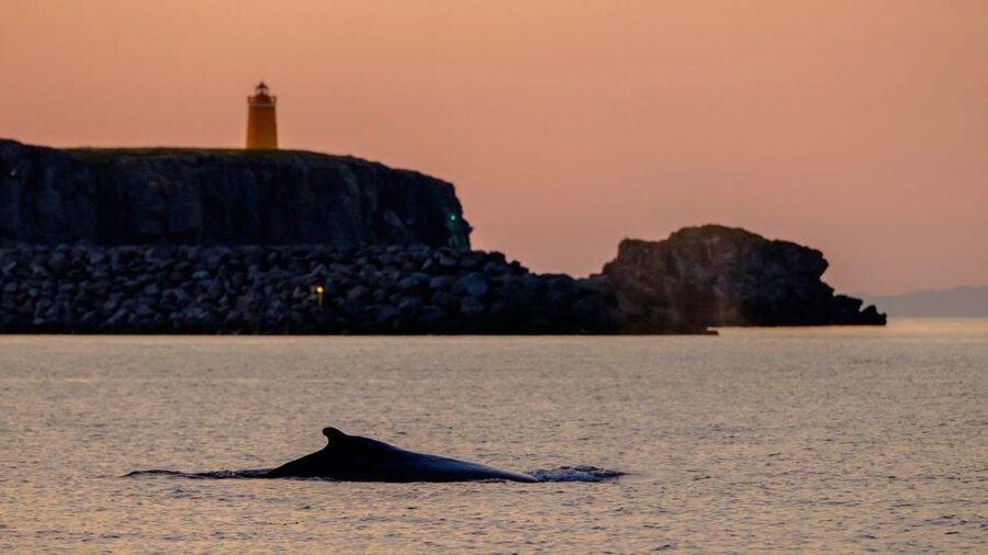 Reykjavik: Premium Whale and Puffin Watching Evening Tour - Puffins, humpbacks, dolphins: what you might see