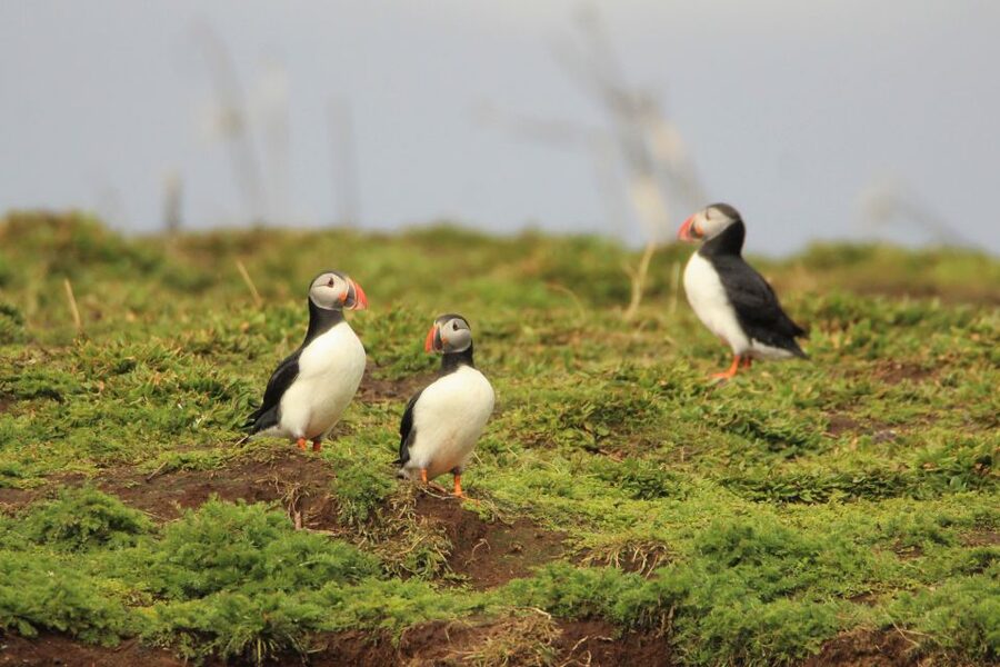 Reykjavik: Premium Whale and Puffin Watching Evening Tour - The clothing reality: warm overalls help, but plan for cold