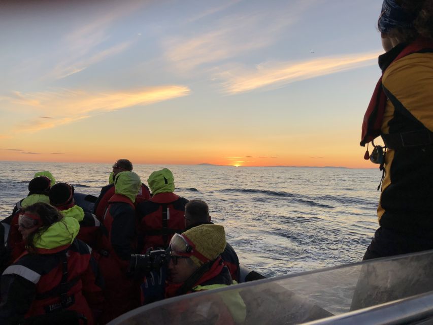 Reykjavik: Premium Whale and Puffin Watching Evening Tour - Group size and boat style: why it feels premium
