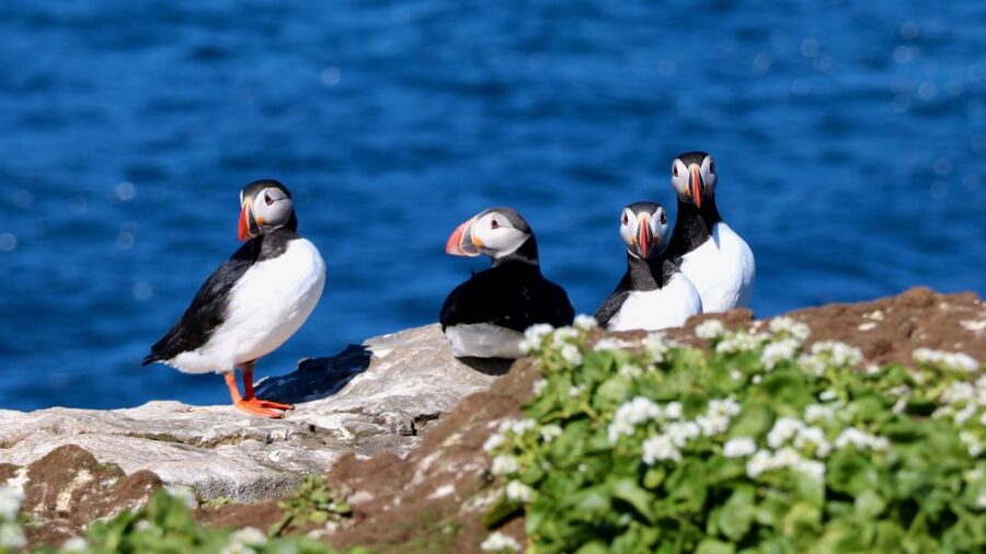 Reykjavik: Premium Whale Watching with Flexible Ticket - Key things to know before you go