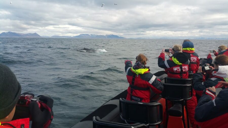 Reykjavik: Premium Whale Watching with Flexible Ticket - If the Whales Don’t Show: Your Backup Plan