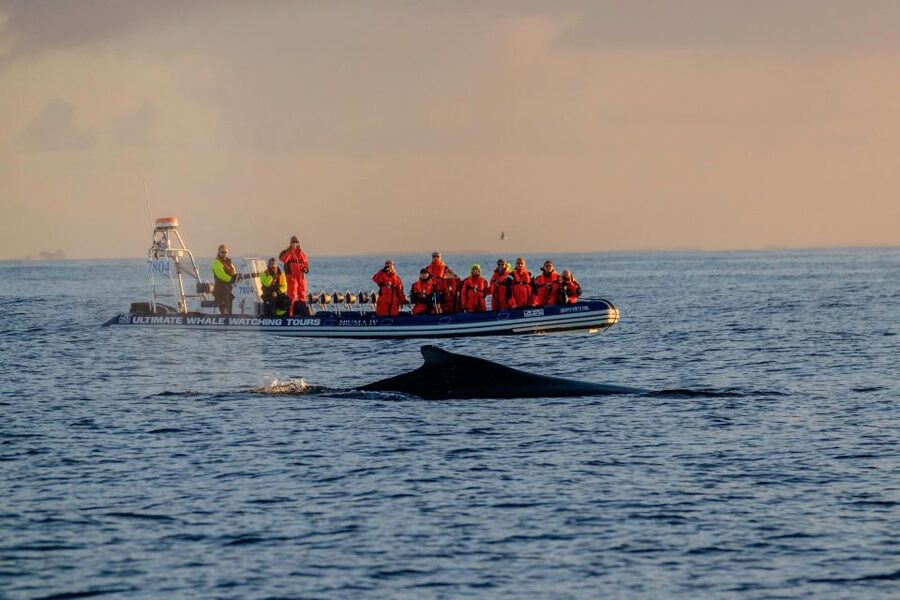 Reykjavik: Premium Whale Watching with Flexible Ticket - Up Close Views, Live English Commentary, and Why It Matters