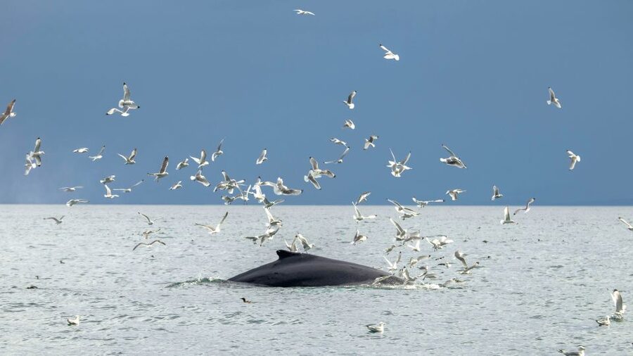 Reykjavik: Premium Whale Watching with Flexible Ticket - Summer Bonus: Puffins From the Harbor Area