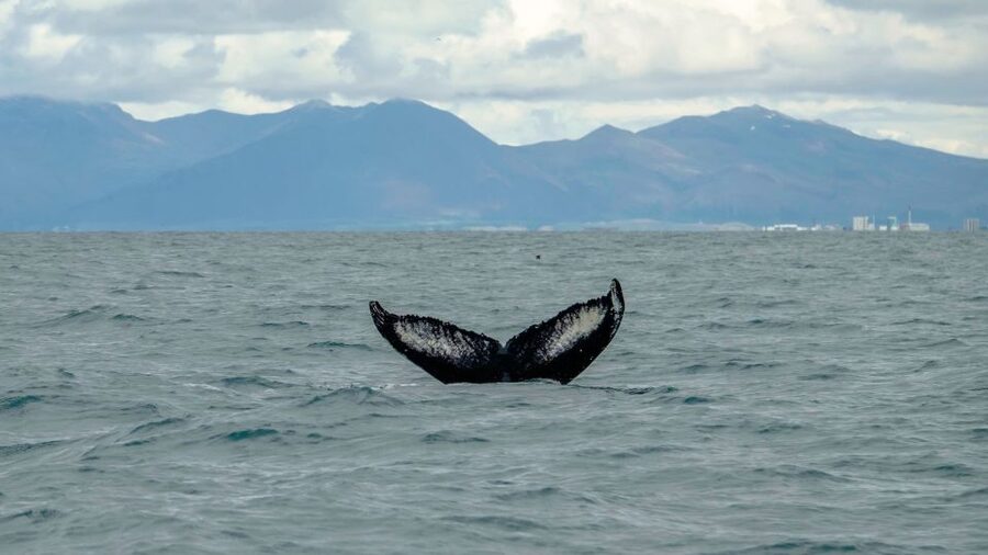Reykjavik: Premium Whale Watching with Flexible Ticket - The Return Trip: Shoreline Views of Reykjavík From Sea Level