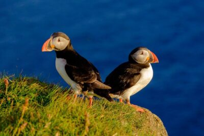 Puffin Watching Tour