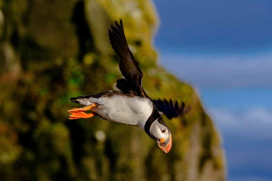 Reykjavik: Puffin Watching Tour - Timing and season: summer is best, and activity can shift