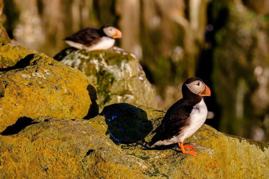 Reykjavik: Puffin Watching Tour - Price and value: is $66 for 1 hour worth it?