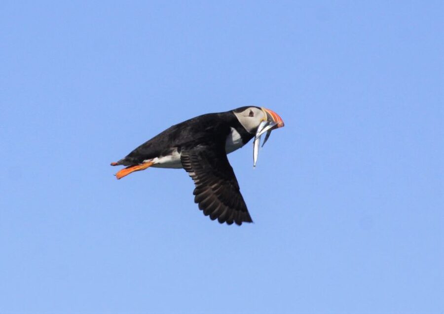 Reykjavik: Puffin Watching Tour - Price and value: is $101 worth a RIB puffin cruise?