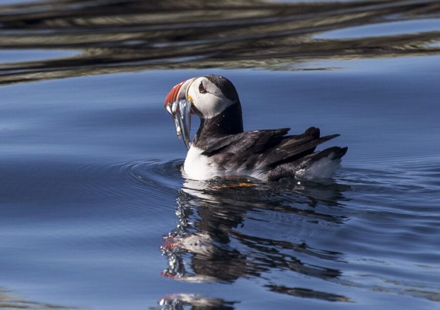 Reykjavik: Puffin Watching Tour by RIB Speedboat - Old Harbor Start: Get Suited, Then Point Your Eyes