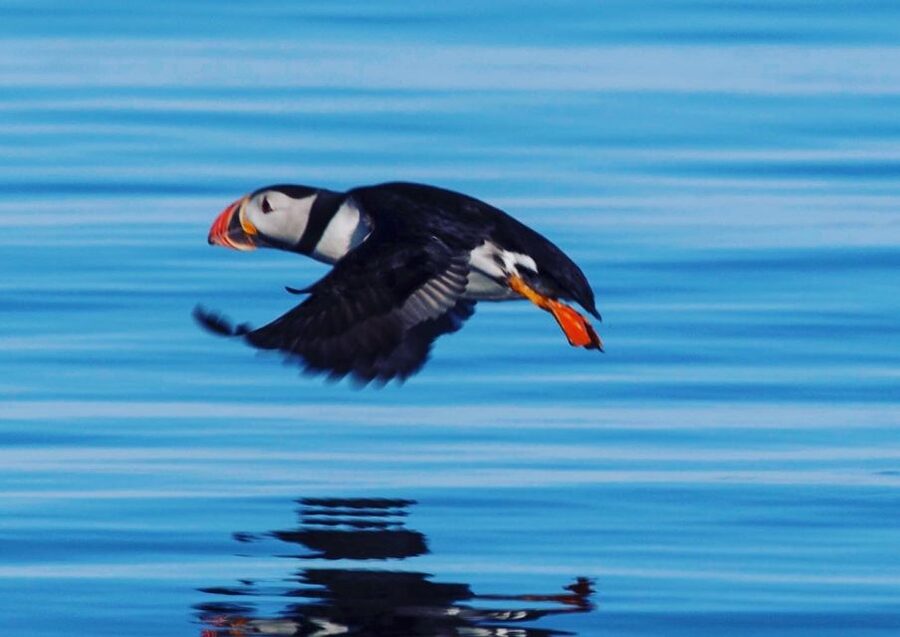 Reykjavik: Puffin Watching Tour by RIB Speedboat - When the Engine Goes Quiet: How the Puffin Watching Works