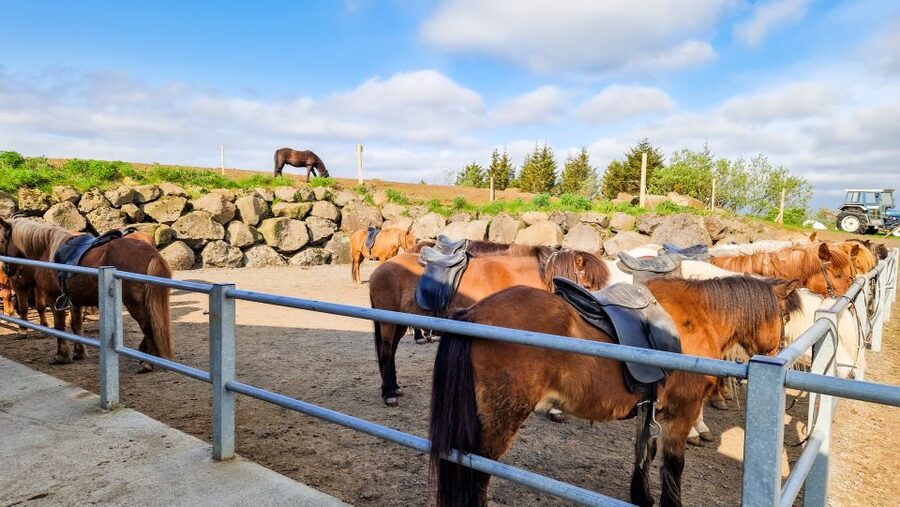 Reykjavik: Red Lava Horse Riding Tour - Should You Book the Red Lava Horse Riding Tour?