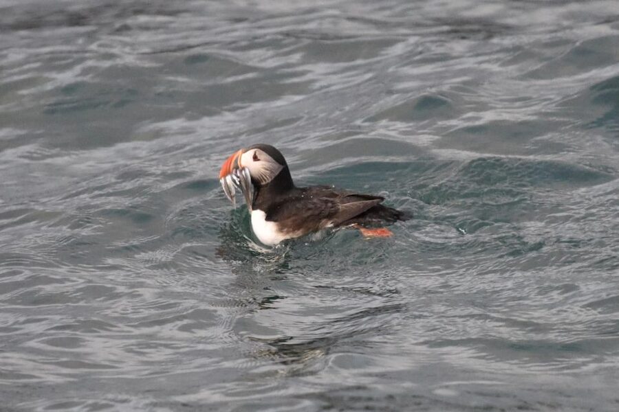 Reykjavík: RIB Speed-Boat Puffin Watching Tour - Why this Reykjavik puffin tour feels like the best use of your time