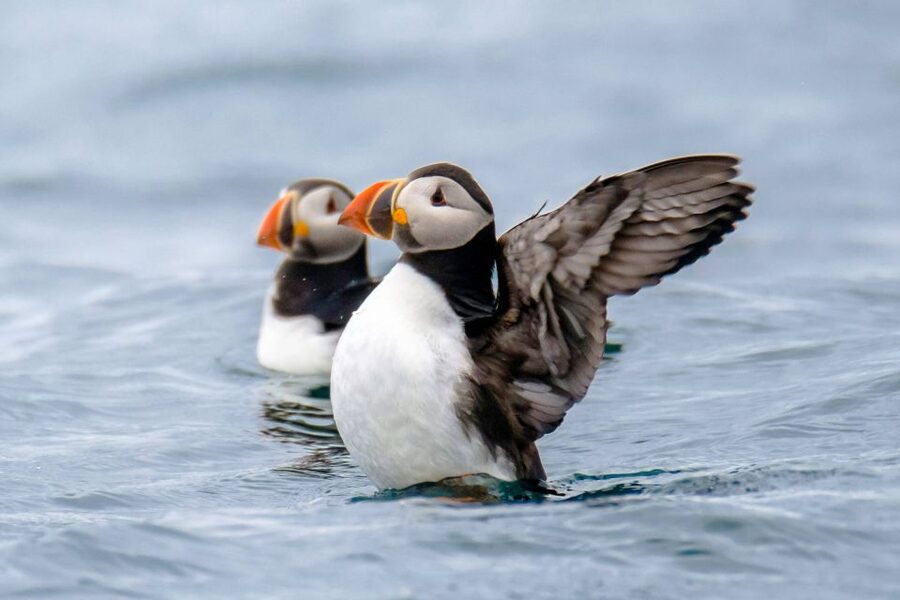 Reykjavík: RIB Speed-Boat Puffin Watching Tour - Meeting at Reykjavik by Boat: getting on the water without stress
