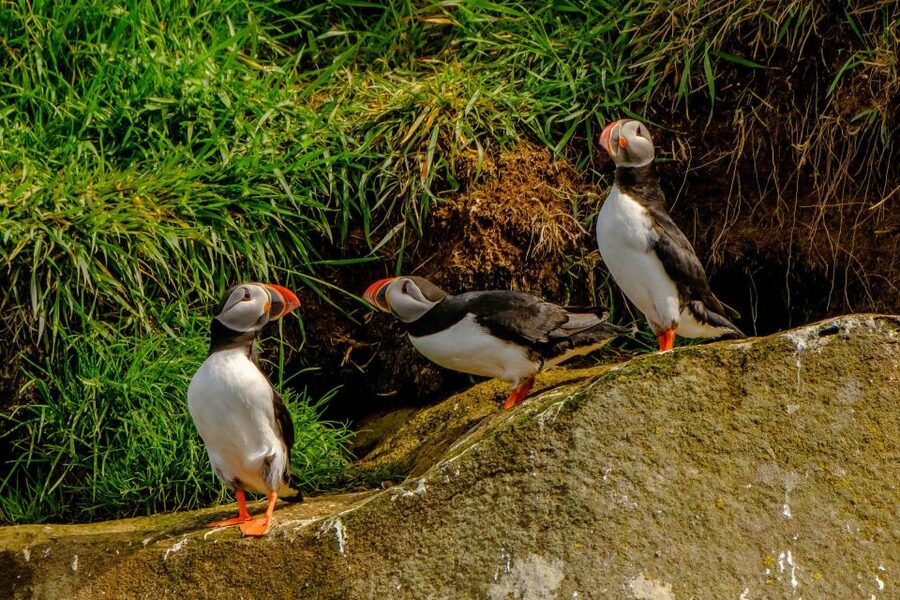Reykjavík: RIB Speed-Boat Puffin Watching Tour - Who should book this puffin speedboat, and who should reconsider