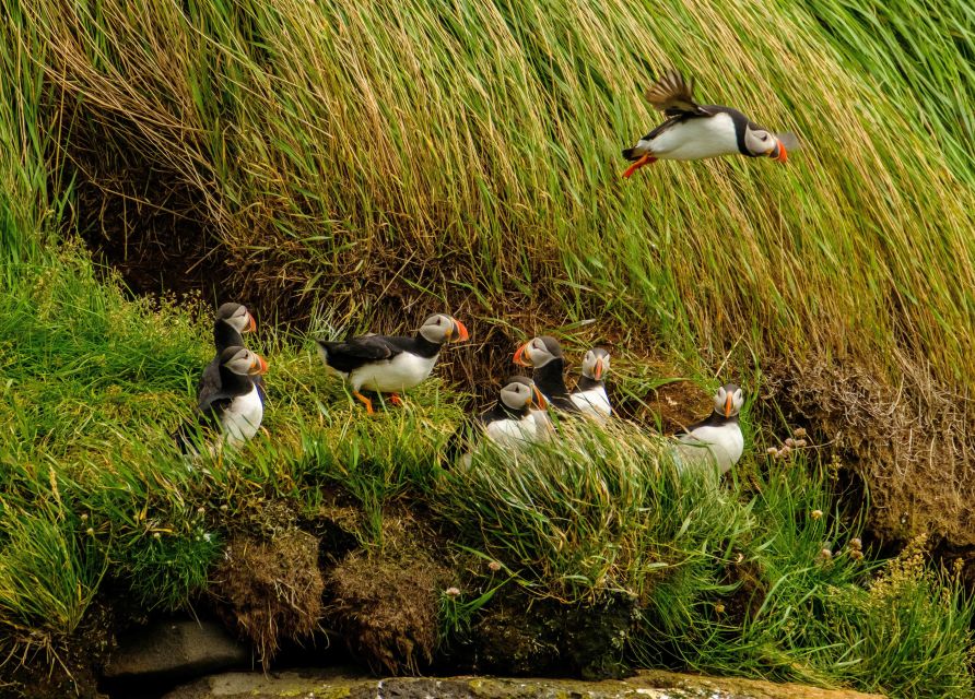 Reykjavík: RIB Speed-Boat Puffin Watching Tour - The gear check: suits, goggles, and what you should bring anyway