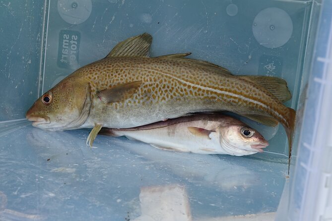 Reykjavik's Finest Catch: Guided Sea Angling Tour for All Levels - What You Can Catch: Cod, Haddock, Pollock, and More