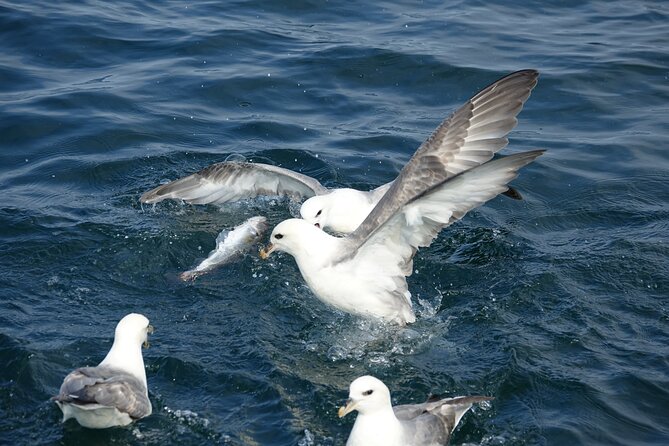 Reykjavik's Finest Catch: Guided Sea Angling Tour for All Levels - Price and Value: Is $181.02 Worth It?