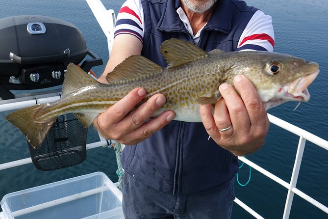Reykjavik's Finest Catch: Guided Sea Angling Tour for All Levels - The 3-Hour Flow: Cast, Learn, Catch, Then Eat