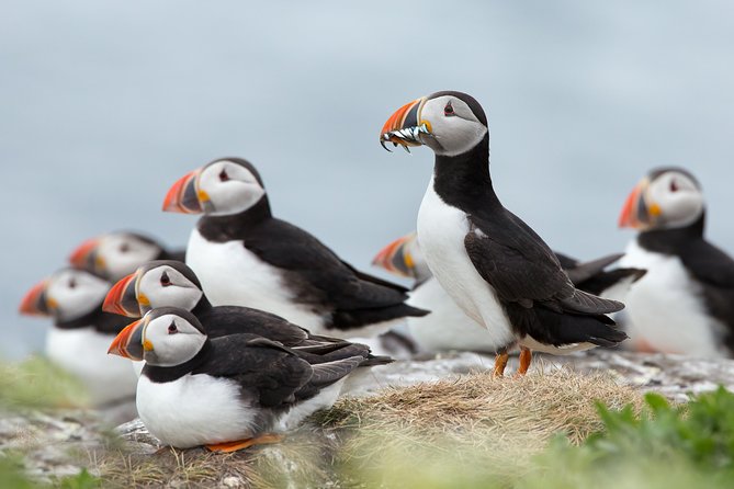 Reykjavik Shore Excursion: Puffin Sightseeing Cruise - Key things to know before you go