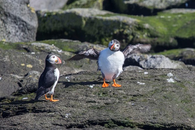 Reykjavik Shore Excursion: Puffin Sightseeing Cruise - Skarfabakki Harbour meeting point and pickup reality