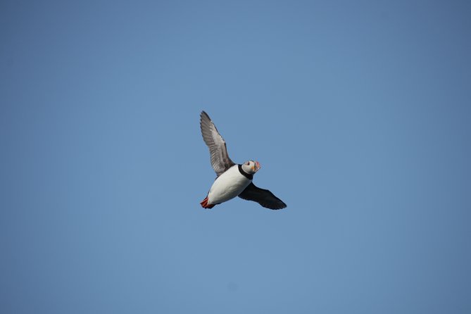 Reykjavik Shore Excursion: Puffin Sightseeing Cruise - What you do on the water: circle, scan, and photo breaks