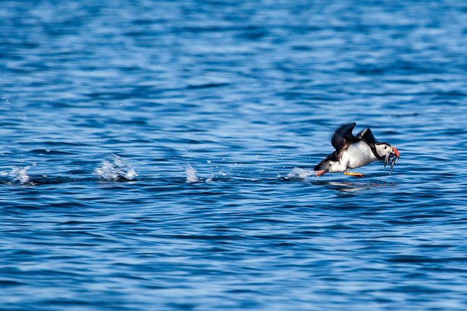 Reykjavik Shore Excursion: Puffin Sightseeing Cruise - The guide narration: why it often gets praised