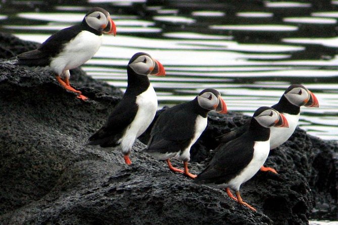 Reykjavik Shore Excursion: Puffin Sightseeing Cruise - Weather, season, and why timing changes the bird show