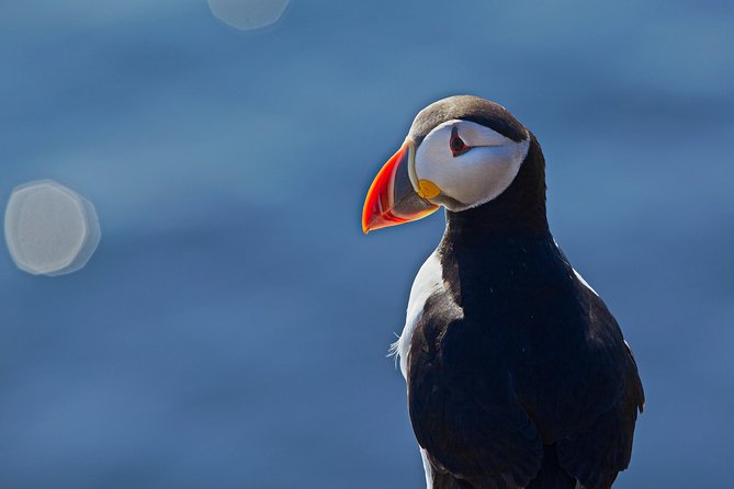 Reykjavik Shore Excursion: Puffin Sightseeing Cruise - Price and value: is $63.51 a fair deal?