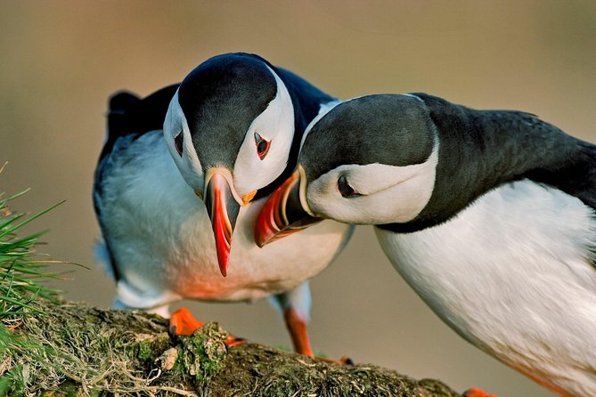Reykjavik Shore Excursion: Puffin Sightseeing Cruise - How the 15-minute sail shapes the whole tour