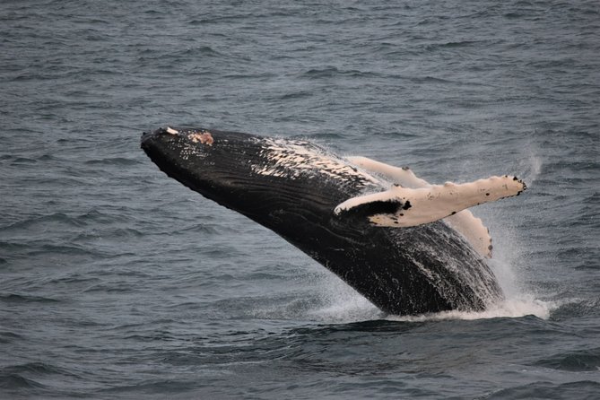 Reykjavik Shore Excursion: Whale-Watching Cruise - What you’re actually looking for on Faxaflói Bay