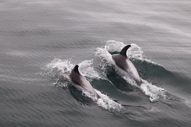 Reykjavik Shore Excursion: Whale-Watching Cruise - How the guide, speakers, and app help you find animals faster