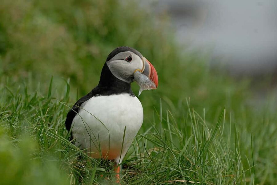 Reykjavík: Small Group Southern Iceland Day Trip - Sólheimajökull Glacier Tongue: Black Ice Meets Easy Walking