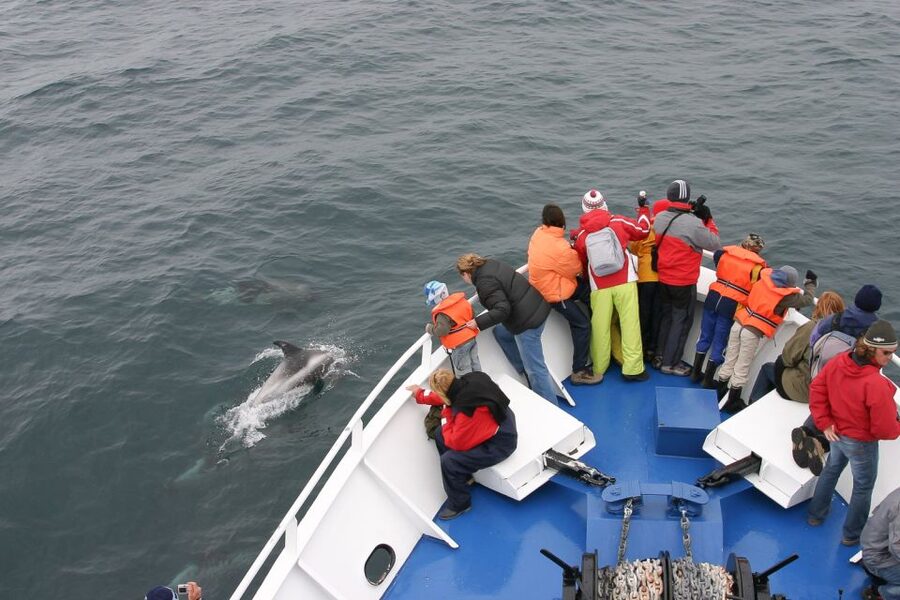 Reykjavik: the Original 3-Hour Whale Watching Tour - Key tour takeaways before you go