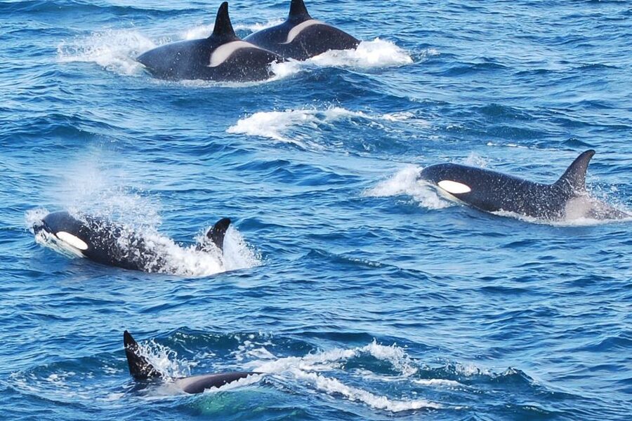 Reykjavik: the Original 3-Hour Whale Watching Tour - Faxaflói Bay in 3 hours: what this Reykjavik cruise is really like