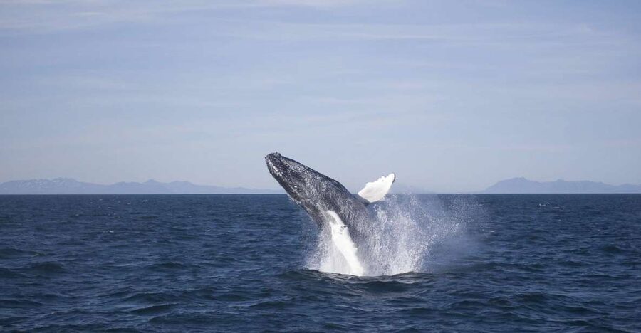 Reykjavik: the Original 3-Hour Whale Watching Tour - The actual cruise plan: Faxaflói Bay, south of Reykjavik, and how you find whales
