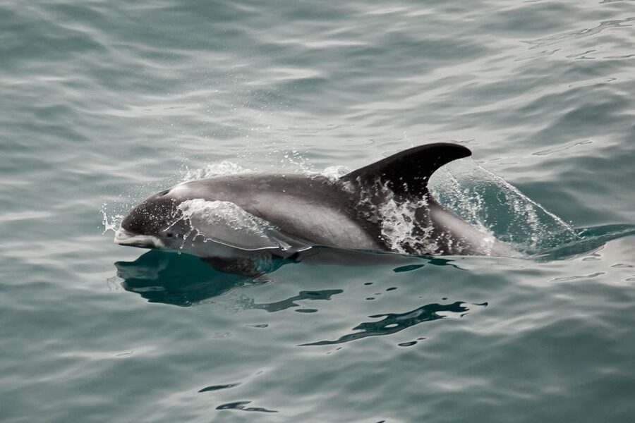 Reykjavik: the Original 3-Hour Whale Watching Tour - Marine biologist commentary: why it changes the whole experience