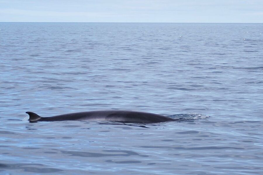 Reykjavik: the Original 3-Hour Whale Watching Tour - Deck comfort and winter survival: warm overalls, indoor warmth, and WiFi