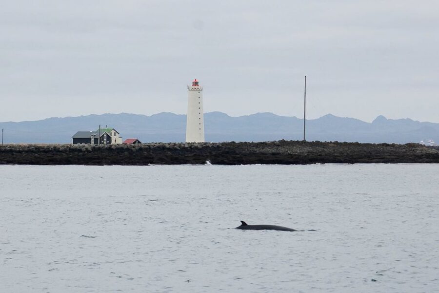 Reykjavik: the Original 3-Hour Whale Watching Tour - Responsible whale watching that actually feels practical