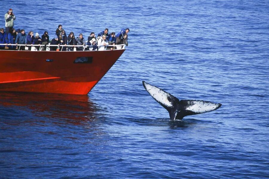 Reykjavik: the Original 3-Hour Whale Watching Tour - Whale Diary updates and the sighting guarantee that reduces the anxiety