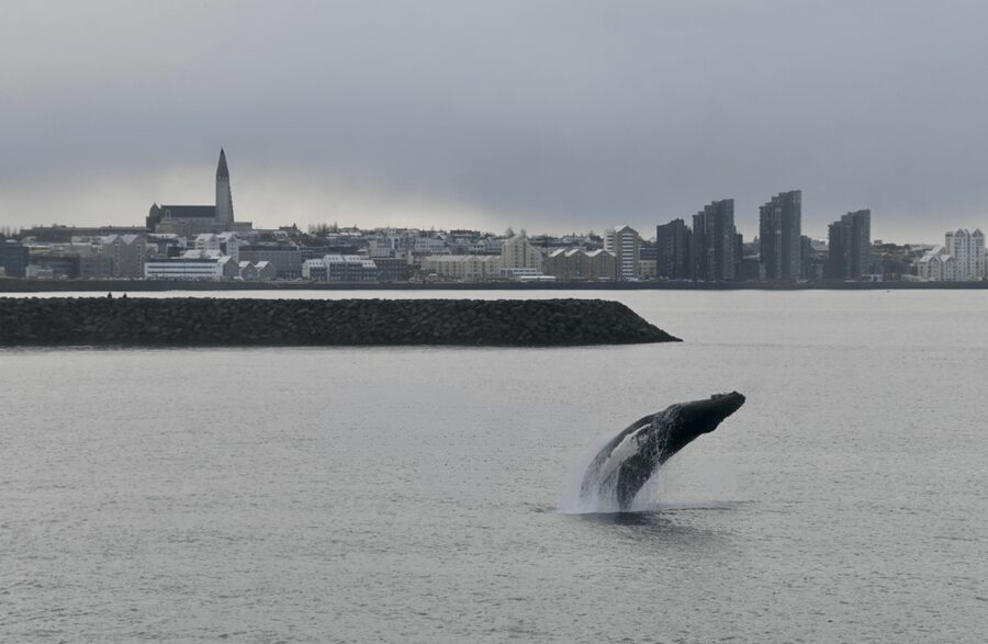 Reykjavik: the Original 3-Hour Whale Watching Tour - Who should choose this 3-hour tour, and who might want a different option